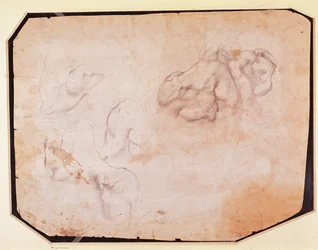 Estudio de músculos (verso)